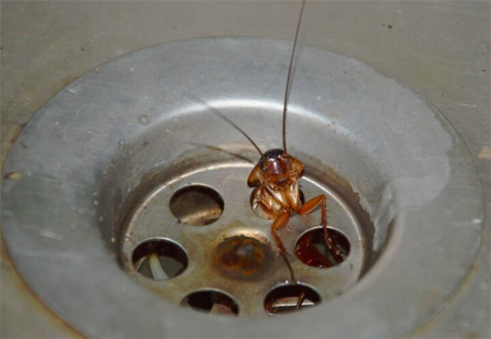 Почему обработку от тараканов в подвале МКД необходимо проводить профессионалами