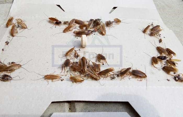 Эффективные методы обработки от тараканов в подвале МКД