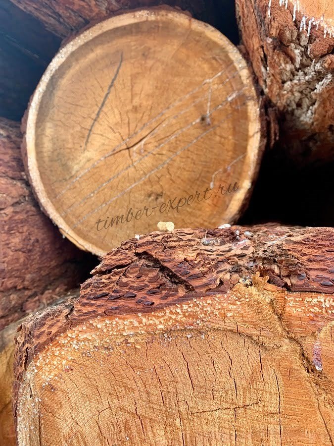 Устойчивый рост цен на деловую древесину