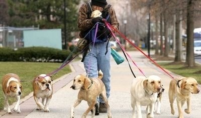 Разрешение на владение бездомными собаками в многоквартирных домах