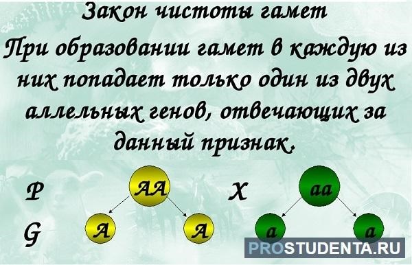 Грегор Мендель и его исследования: важность в генетике