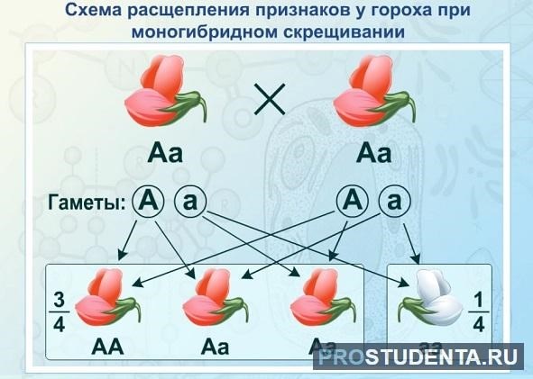 Закон разделения генов