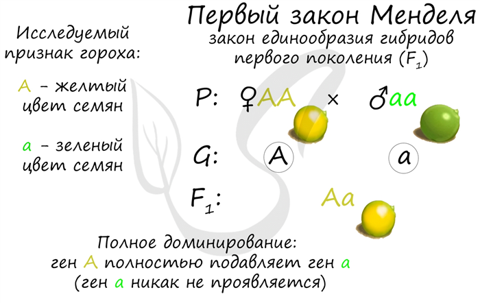 Отличия доминантных и рецессивных генов