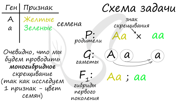 Закон единственности гена: принцип, определение и примеры