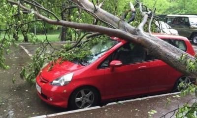 Образец акта падения дерева на крышу дома