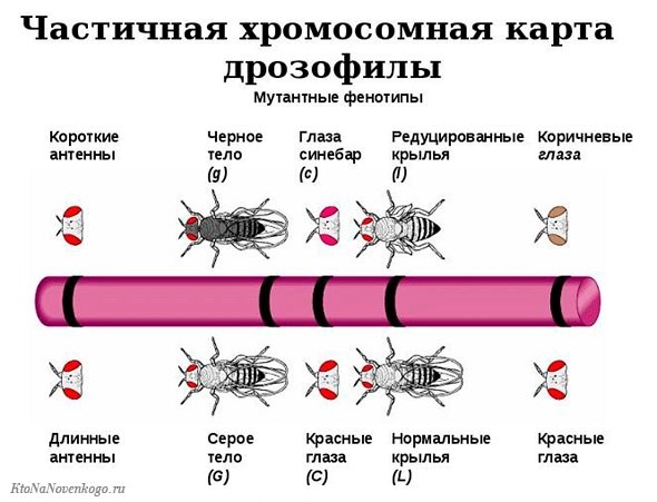 Множественное наследование